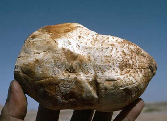 Эти грибы продаются от двух до четырех тысяч евро за килограмм