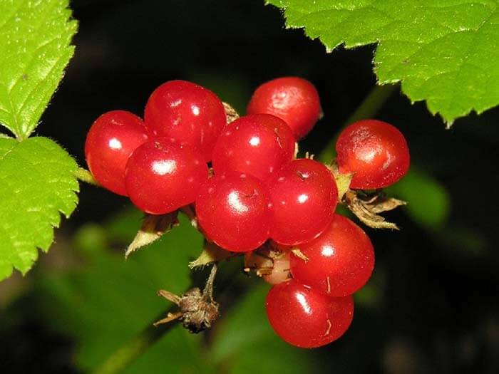 Костянка (Rubus saxatilis), или костяника 