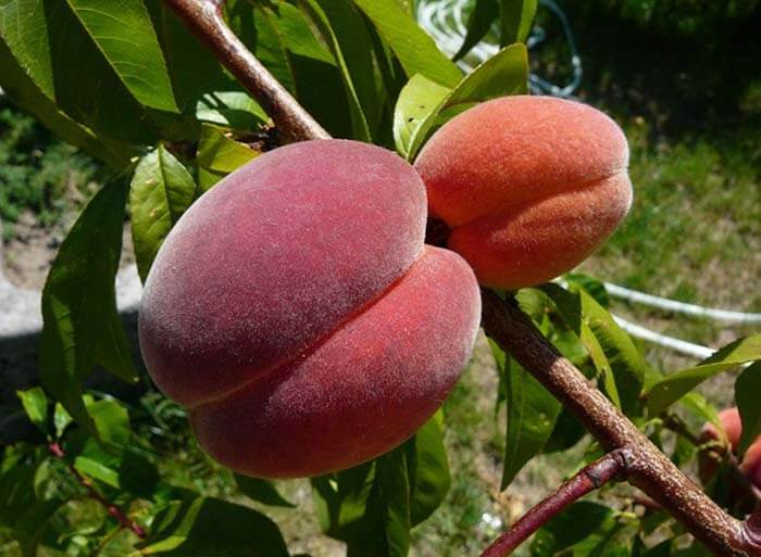 Персик (Prunus persica) 