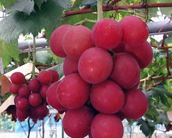Самая дорогая гроздь винограда