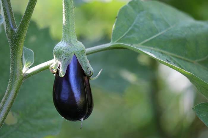 Баклажан (Solanum melongena) 