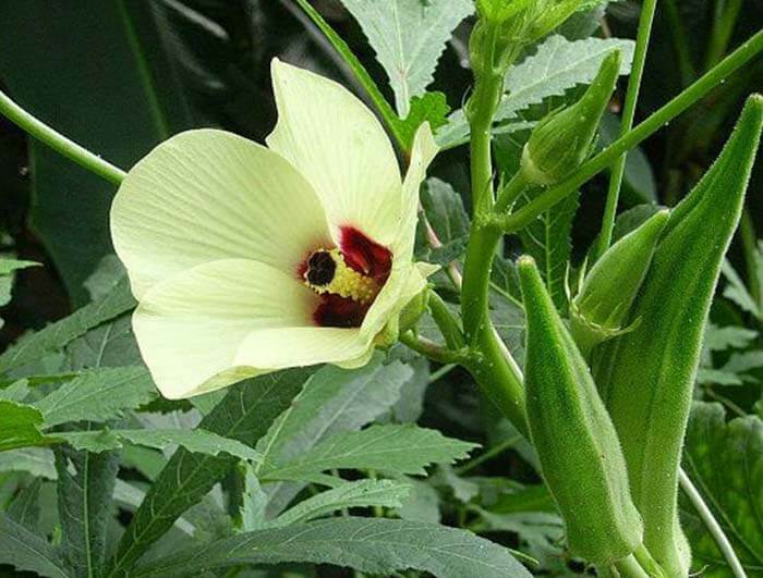 Бамия (Hibiscus esculentus), или гомбо, окра 