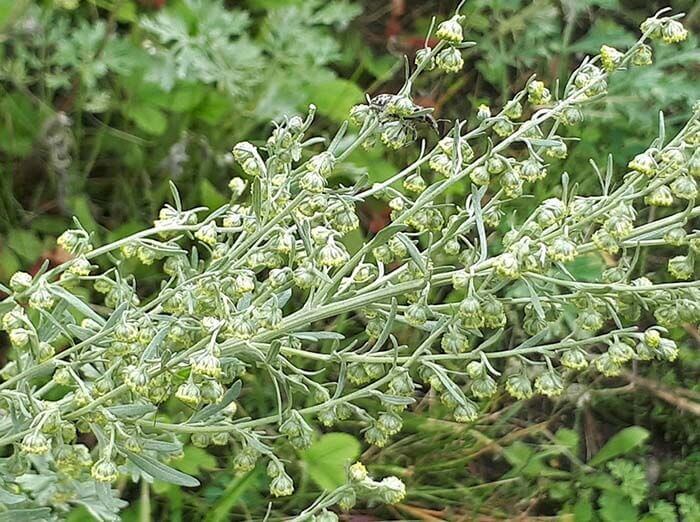 Полынь (Artemisia) 