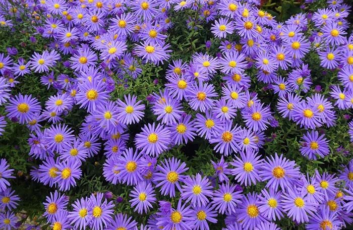 Астра (Aster) 
