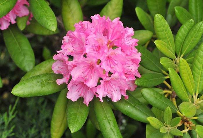 Рододендрон (Rhododendron) 