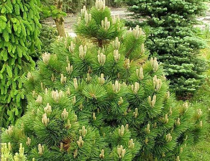 Сосна (Pinus) 