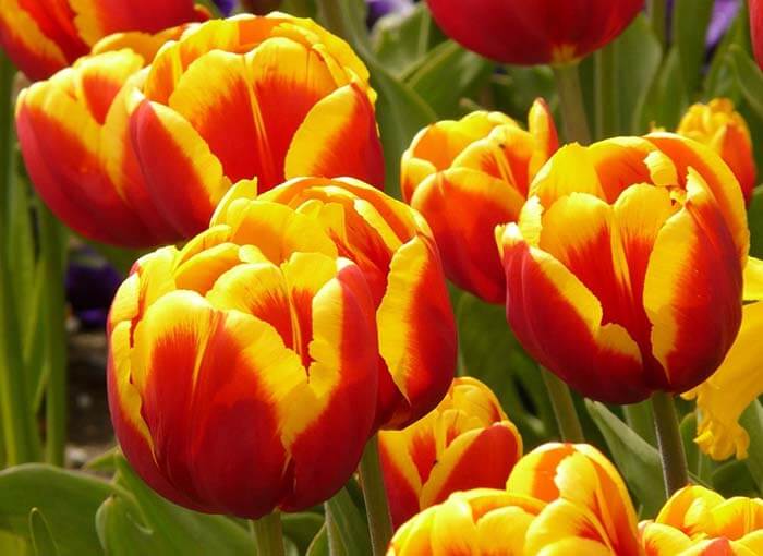 Тюльпан (Tulipa) 