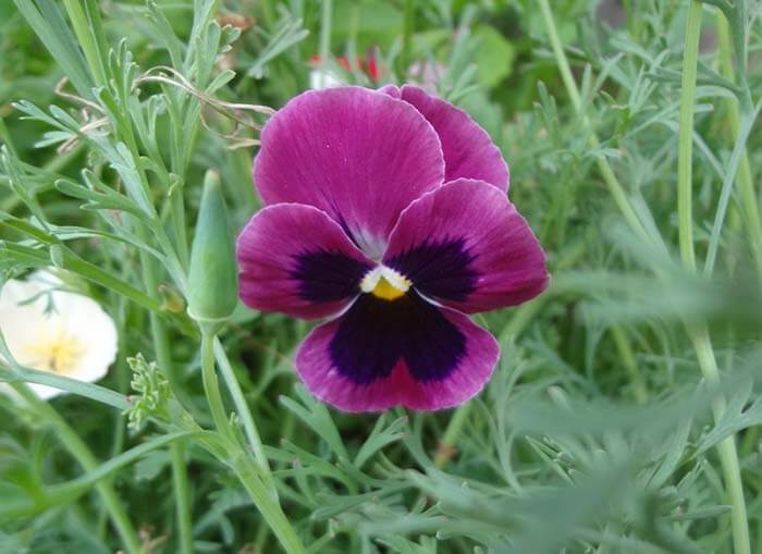 Фиалка трёхцветная (Viola tricolor), или анютины глазки 