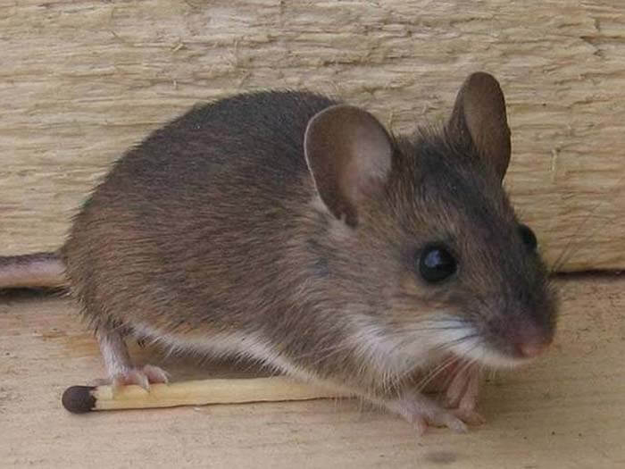 Домовая мышь 