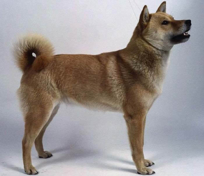 Хоккайдо (порода собак)